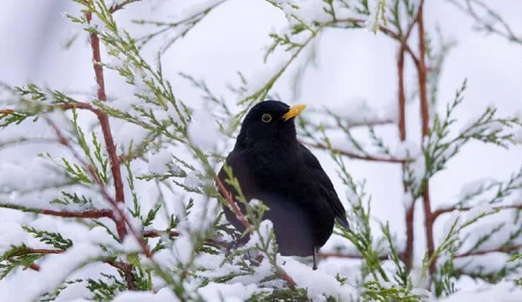 The blackbird’ days: A story to tell children