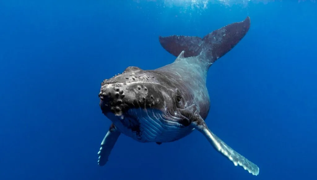 Whale songs: sounds and melodies across the sea