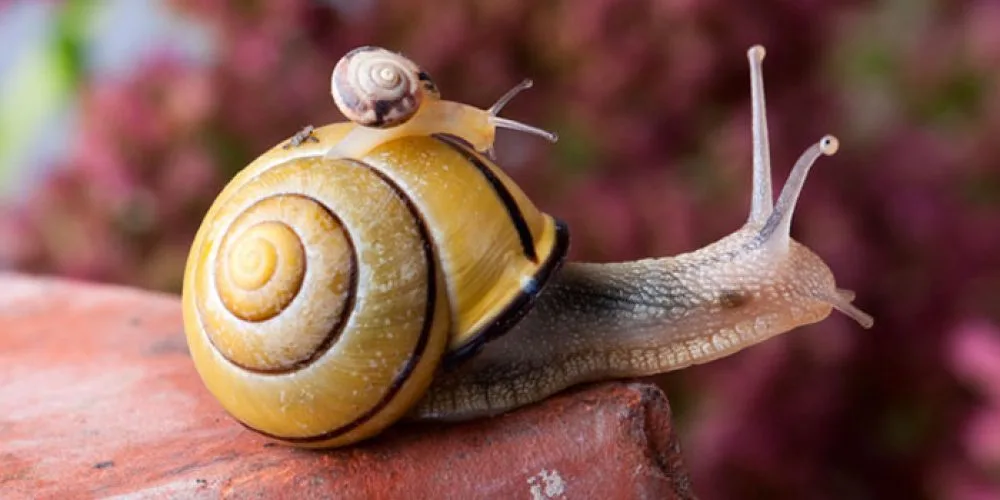 La pédagogie de l’escargot